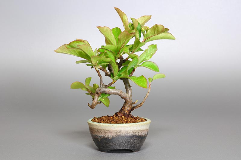 ミニ盆栽・カマツカ-E1-1（かまつか・鎌柄・ニホンカマツカ・日本鎌柄）実もの盆栽を裏側から見た景色・Pourthiaea villosa bonsai