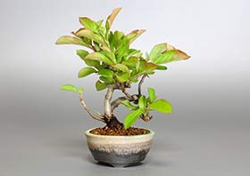 カマツカ-E1（かまつか・鎌柄・ニホンカマツカ・日本鎌柄）実もの盆栽の成長記録-1・Pourthiaea villosa bonsai