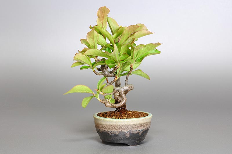 ミニ盆栽・カマツカ-E1-1（かまつか・鎌柄・ニホンカマツカ・日本鎌柄）実もの盆栽を右側から見た景色・Pourthiaea villosa bonsai