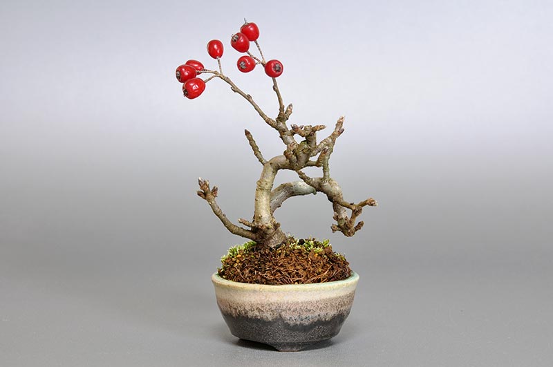 カマツカ-E1-2（かまつか・鎌柄・ニホンカマツカ・日本鎌柄）実もの盆栽の販売と育て方・作り方・Pourthiaea villosa bonsai