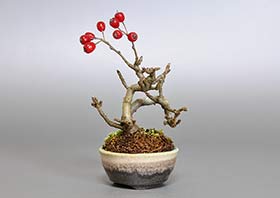 カマツカ-E1（かまつか・鎌柄・ニホンカマツカ・日本鎌柄）実もの盆栽の成長記録-2・Pourthiaea villosa bonsai