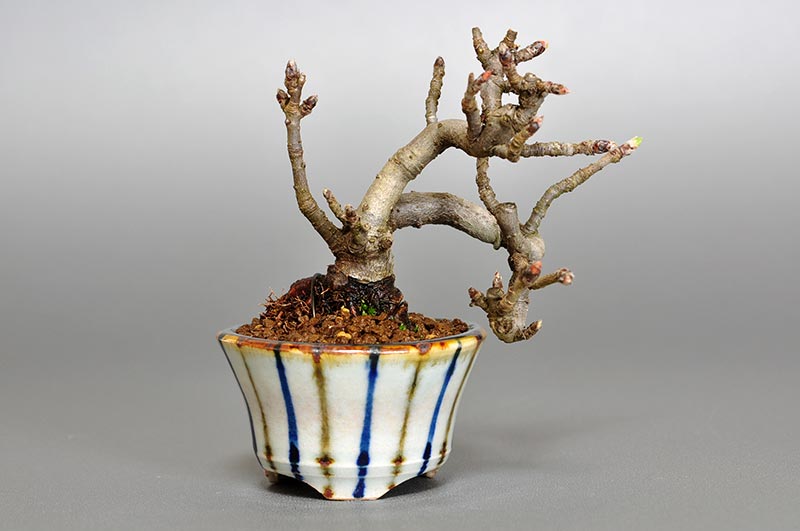 カマツカ-E1-3（かまつか・鎌柄・ニホンカマツカ・日本鎌柄）実もの盆栽の販売と育て方・作り方・Pourthiaea villosa bonsai