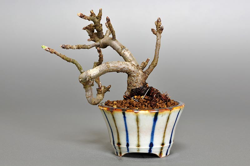 ミニ盆栽・カマツカ-E1-3（かまつか・鎌柄・ニホンカマツカ・日本鎌柄）実もの盆栽を裏側から見た景色・Pourthiaea villosa bonsai