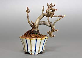 カマツカ-E1（かまつか・鎌柄・ニホンカマツカ・日本鎌柄）実もの盆栽の成長記録-3・Pourthiaea villosa bonsai