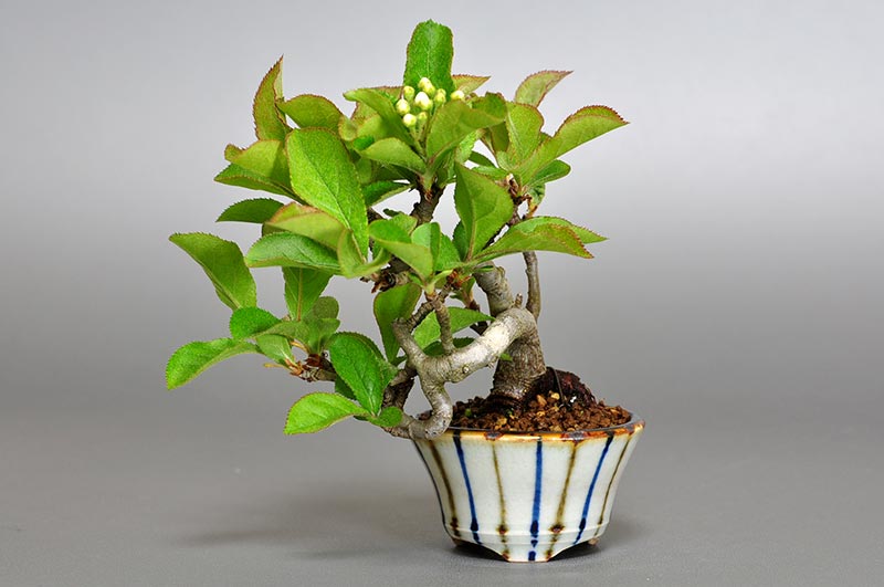 カマツカ-E1（かまつか・鎌柄・ニホンカマツカ・日本鎌柄）実もの盆栽の販売と育て方・作り方・Pourthiaea villosa bonsai