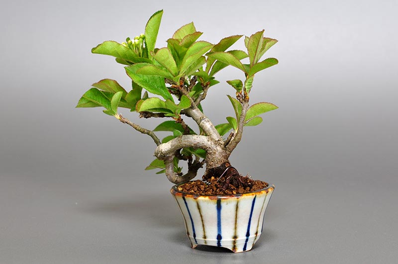 カマツカ-E1（かまつか・鎌柄・ニホンカマツカ・日本鎌柄）実もの盆栽を右側から見た景色・Pourthiaea villosa bonsai