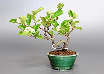 カマツカ-F1-1（かまつか・鎌柄・ニホンカマツカ・日本鎌柄）実もの盆栽の成長記録-1・Pourthiaea villosa bonsai