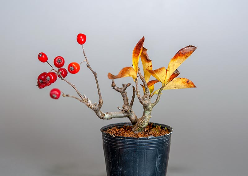 カマツカ-F2（かまつか・鎌柄・ニホンカマツカ・日本鎌柄）鎌柄の販売と育て方・作り方・Pourthiaea villosa bonsai