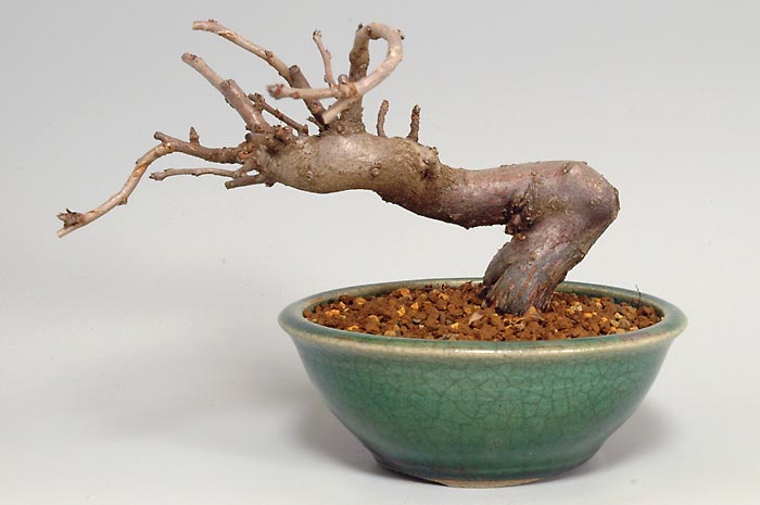 カマツカI-1（かまつか・鎌柄・ニホンカマツカ・日本鎌柄）実もの盆栽の販売と育て方・作り方・Pourthiaea villosa bonsai