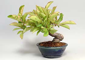 カマツカI（かまつか・鎌柄・ニホンカマツカ・日本鎌柄）実もの盆栽の成長記録-3・Pourthiaea villosa bonsai