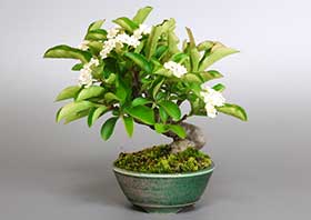 カマツカI（かまつか・鎌柄・ニホンカマツカ・日本鎌柄）実もの盆栽の成長記録-4・Pourthiaea villosa bonsai