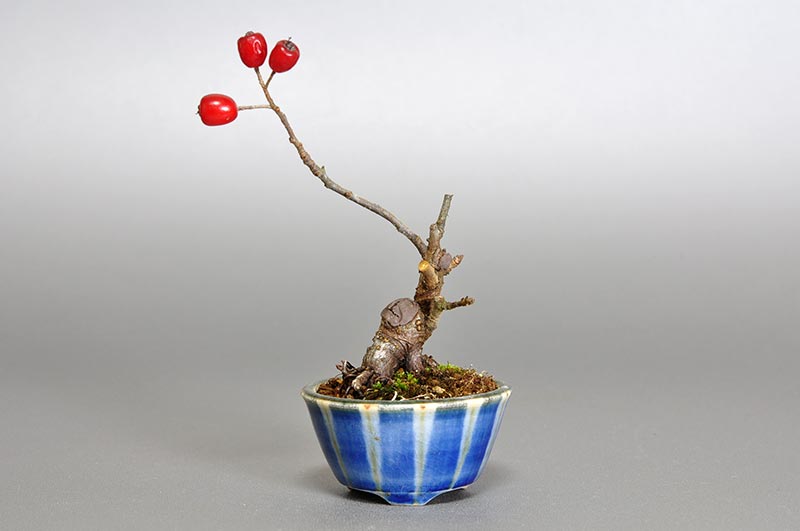 カマツカ-I1-1（かまつか・鎌柄・ニホンカマツカ・日本鎌柄）実もの盆栽の販売と育て方・作り方・Pourthiaea villosa bonsai