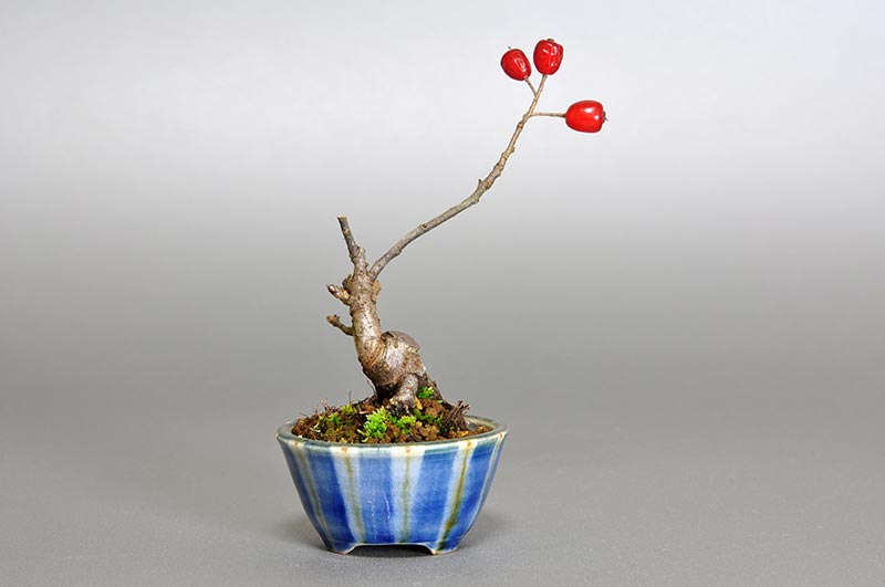 ミニ盆栽・カマツカ-I1-1（かまつか・鎌柄・ニホンカマツカ・日本鎌柄）実もの盆栽を裏側から見た景色・Pourthiaea villosa bonsai