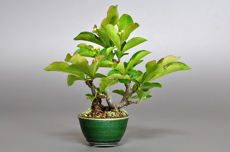 カマツカ-L1-1（かまつか・鎌柄・ニホンカマツカ・日本鎌柄）実もの盆栽の販売と育て方・作り方・Pourthiaea villosa bonsai