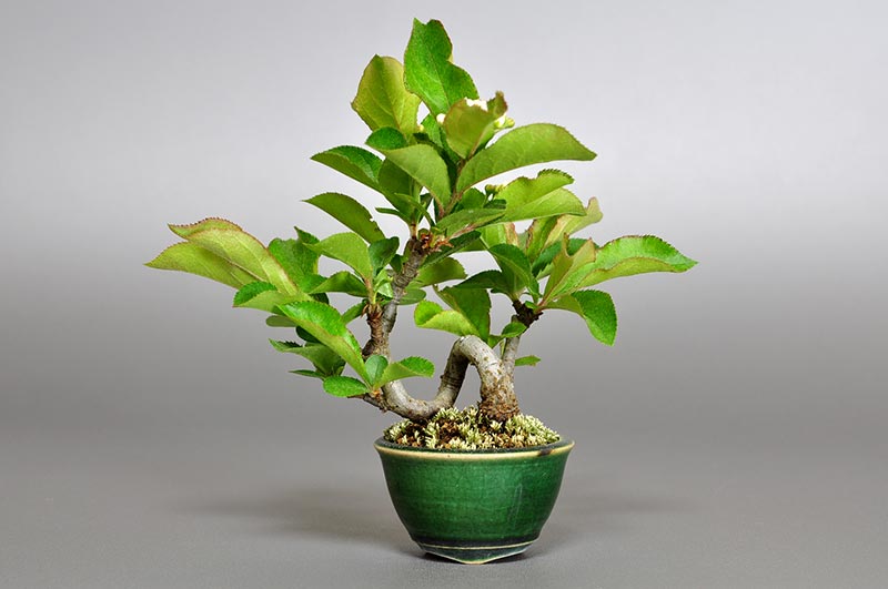ミニ盆栽・カマツカ-L1-1（かまつか・鎌柄・ニホンカマツカ・日本鎌柄）実もの盆栽を裏側から見た景色・Pourthiaea villosa bonsai
