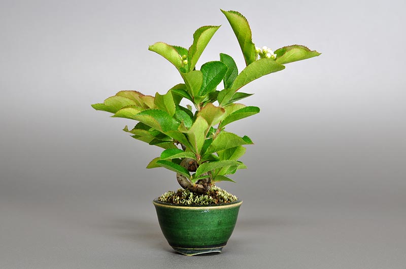 ミニ盆栽・カマツカ-L1-1（かまつか・鎌柄・ニホンカマツカ・日本鎌柄）実もの盆栽を右側から見た景色・Pourthiaea villosa bonsai