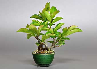 カマツカ-L1（かまつか・鎌柄・ニホンカマツカ・日本鎌柄）実もの盆栽の成長記録-1・Pourthiaea villosa bonsai