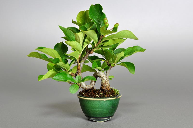 カマツカ-L1-2（かまつか・鎌柄・ニホンカマツカ・日本鎌柄）実もの盆栽の販売と育て方・作り方・Pourthiaea villosa bonsai