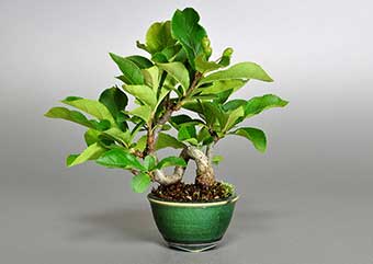 カマツカ-L1（かまつか・鎌柄・ニホンカマツカ・日本鎌柄）実もの盆栽の成長記録-2・Pourthiaea villosa bonsai