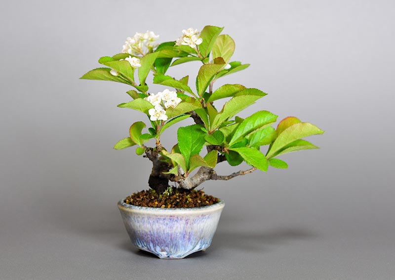 カマツカ-L1（かまつか・鎌柄・ニホンカマツカ・日本鎌柄）実もの盆栽の販売と育て方・作り方・Pourthiaea villosa bonsai