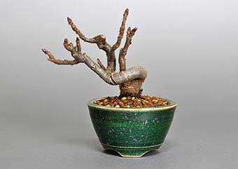 盆栽・カマツカ-S1（かまつか・鎌柄・ニホンカマツカ・日本鎌柄）実もの盆栽の成長記録-1・Pourthiaea villosa bonsai