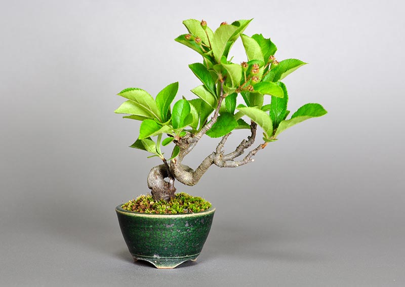 カマツカ-S1-3（かまつか・鎌柄・ニホンカマツカ・日本鎌柄）実もの盆栽の販売と育て方・作り方・Pourthiaea villosa bonsai