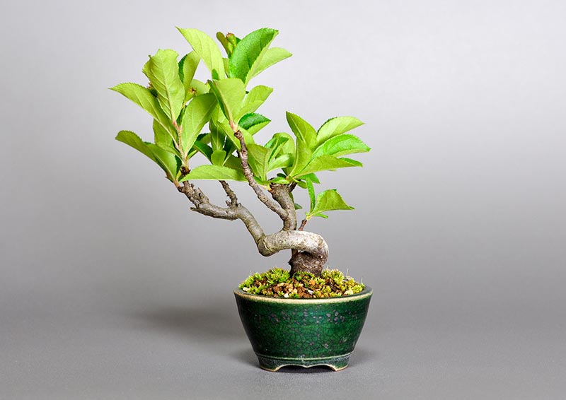 盆栽・カマツカ-S1-3（かまつか・鎌柄・ニホンカマツカ・日本鎌柄）実もの盆栽を裏側から見た景色・Pourthiaea villosa bonsai