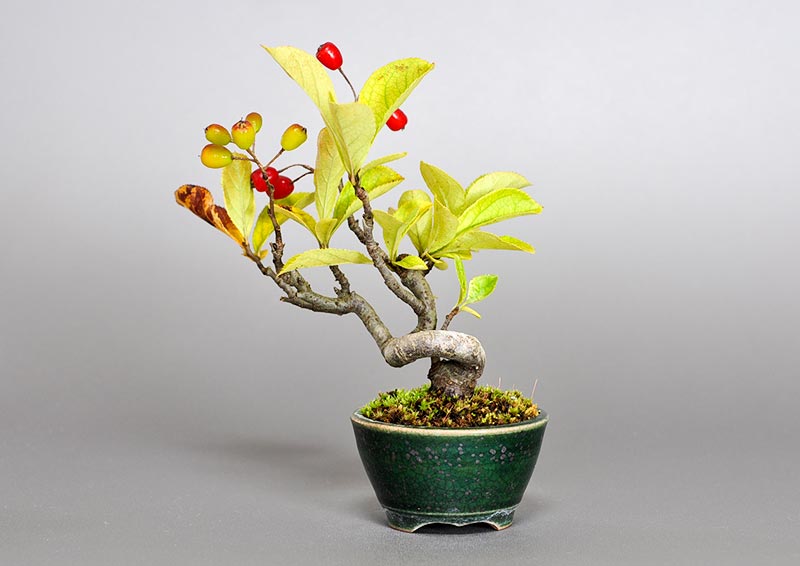 盆栽・カマツカ-S1（かまつか・鎌柄・ニホンカマツカ・日本鎌柄）実もの盆栽を裏側から見た景色・Pourthiaea villosa bonsai