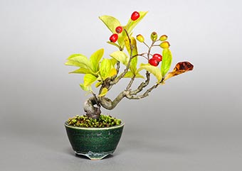 カマツカ-S1（かまつか・鎌柄）盆栽の樹作りの参考樹形・Pourthiaea villosa Best bonsai
