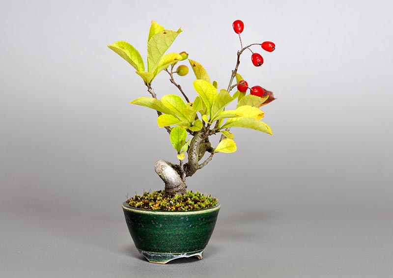 盆栽・カマツカ-S1（かまつか・鎌柄・ニホンカマツカ・日本鎌柄）実もの盆栽を左側から見た景色・Pourthiaea villosa bonsai