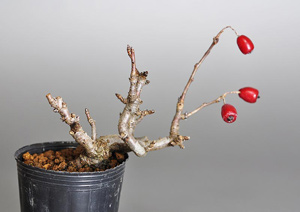 カマツカ-W1（かまつか・鎌柄・ニホンカマツカ・日本鎌柄）実もの盆栽の成長記録-1・Pourthiaea villosa bonsai