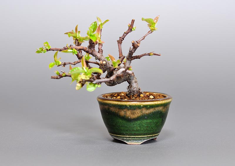 カリン-C2（かりん・花梨）実もの盆栽の販売と育て方・作り方・Chaenomeles sinensis bonsai