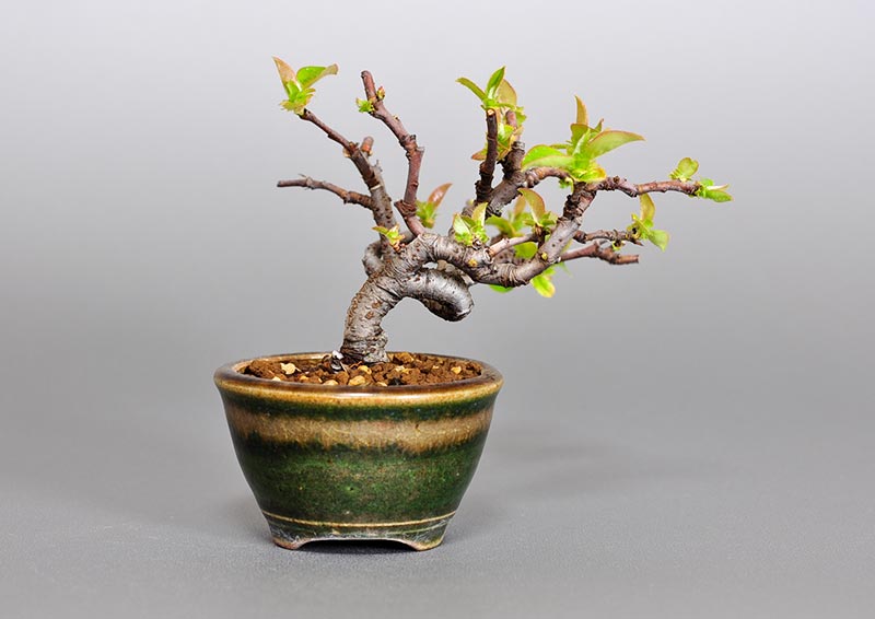 カリン-C2（かりん・花梨）実もの盆栽を裏側から見た景色・Chaenomeles sinensis bonsai