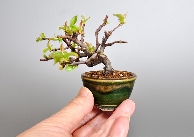 カリン-C2（かりん・花梨）実もの盆栽の手乗りの景色・Chaenomeles sinensis bonsai