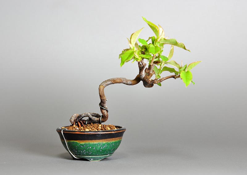 カリン-D2（かりん・花梨）実もの盆栽の販売と育て方・作り方・Chaenomeles sinensis bonsai