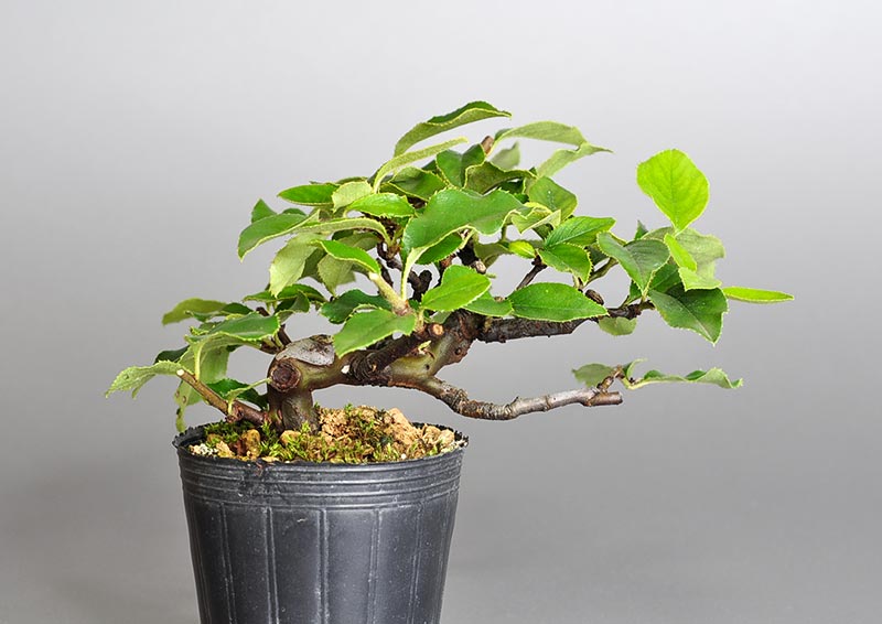 カリン-F2（かりん・花梨）実もの盆栽を裏側から見た景色・Chaenomeles sinensis bonsai