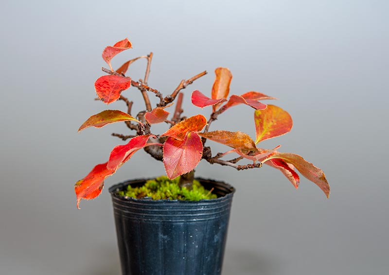 カリン-H2（かりん・花梨）実もの盆栽の販売と育て方・作り方・Chaenomeles sinensis bonsai