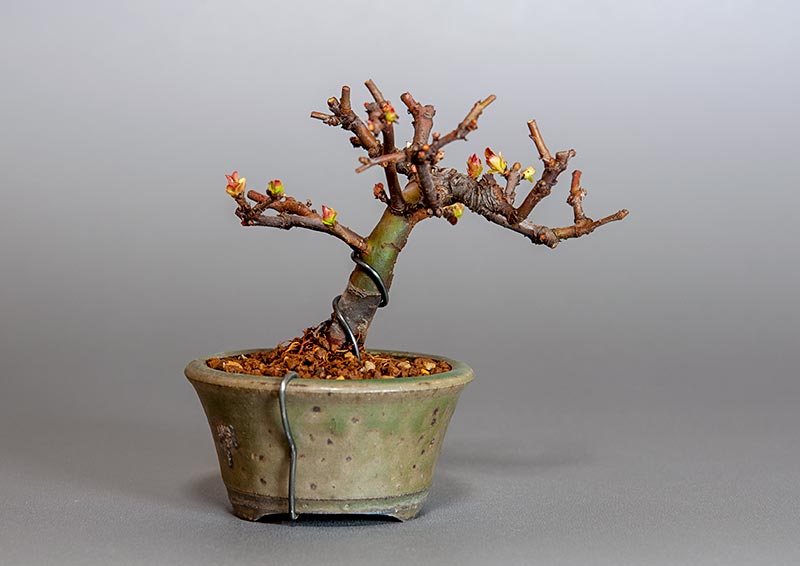 ミニ盆栽・カリン-I2（かりん・花梨）実もの盆栽を裏側から見た景色・Chaenomeles sinensis bonsai