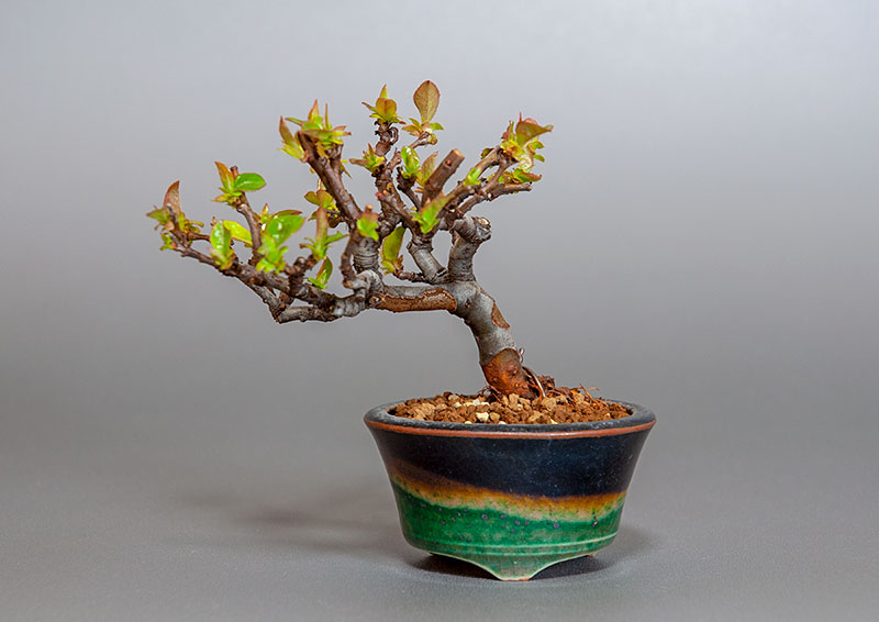 ミニ盆栽・カリン-J2（かりん・花梨）実もの盆栽の販売と育て方・作り方・Chaenomeles sinensis bonsai