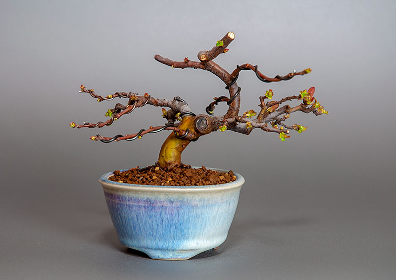 カリン-L2（かりん・花梨）実もの盆栽の販売と育て方・作り方・Chaenomeles sinensis bonsai