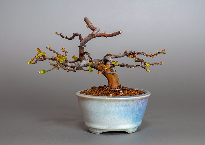 カリン-L2（かりん・花梨）実もの盆栽を裏側から見た景色・Chaenomeles sinensis bonsai