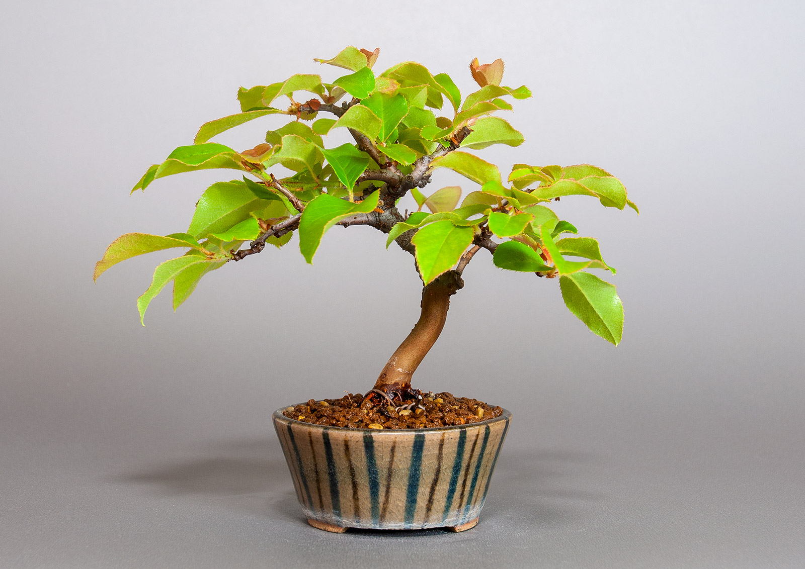 カリン-M2（かりん・花梨）実もの盆栽を裏側から見た景色・Chaenomeles sinensis bonsai