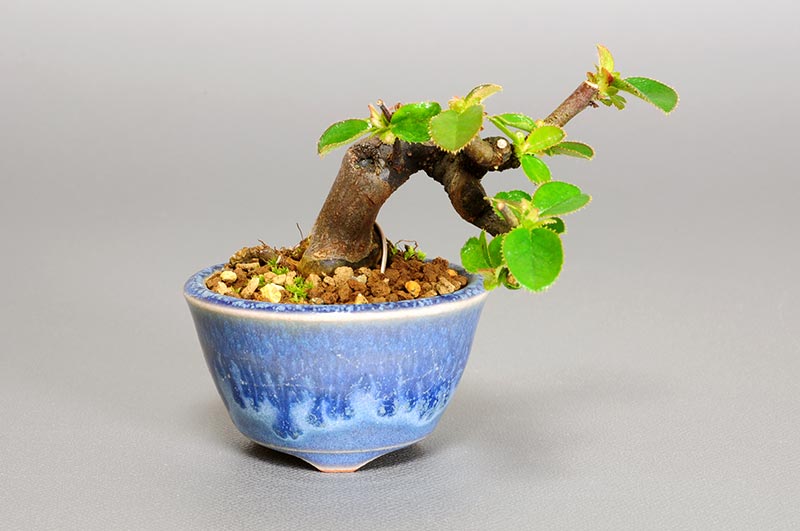 カリン-N1-1（かりん・花梨）実もの盆栽の販売と育て方・作り方・Chaenomeles sinensis bonsai