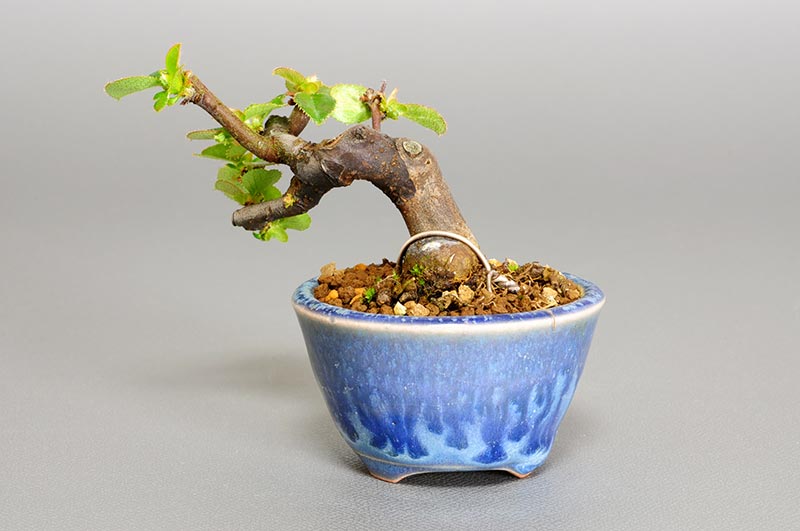 プチ盆栽・カリン-N1-1（かりん・花梨）実もの盆栽を裏側から見た景色・Chaenomeles sinensis bonsai