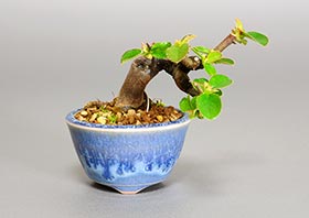 プチ盆栽・カリン-N1（かりん・花梨）実もの盆栽の成長記録-1・Chaenomeles sinensis bonsai