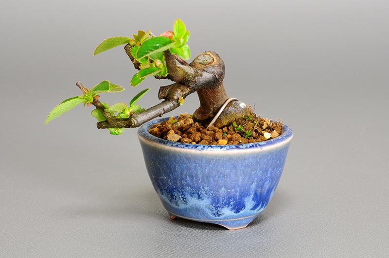 プチ盆栽・カリン-N1-1（かりん・花梨）実もの盆栽を右側から見た景色・Chaenomeles sinensis bonsai