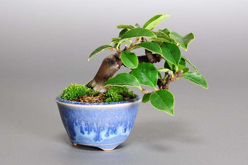 カリン-N1-2（かりん・花梨）実もの盆栽の販売と育て方・作り方・Chaenomeles sinensis bonsai