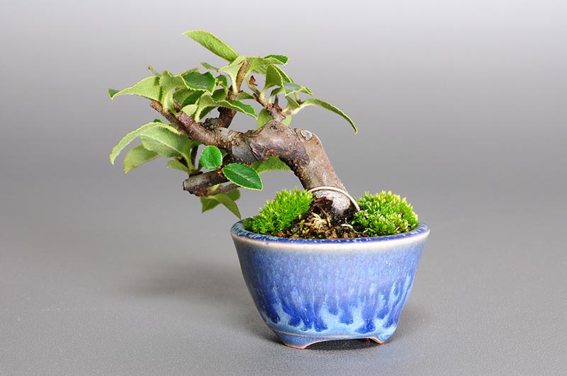 プチ盆栽・カリン-N1-2（かりん・花梨）実もの盆栽を裏側から見た景色・Chaenomeles sinensis bonsai