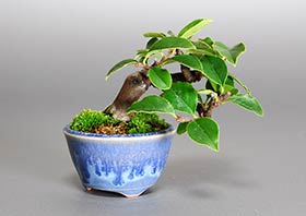 プチ盆栽・カリン-N1（かりん・花梨）実もの盆栽の成長記録-2・Chaenomeles sinensis bonsai
