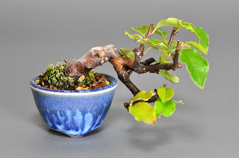カリン-N1（かりん・花梨）実もの盆栽の販売と育て方・作り方・Chaenomeles sinensis bonsai